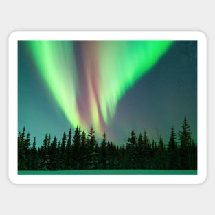 Electric Skies - Aurora Borealis Over a Black Spruce Forest in Alaska Sticker